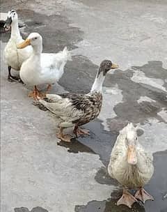 healthy ۔egg laying ducks ۔ 3 female 1 male fix price