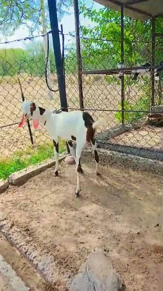 Goat Pair sale (Male/Female) 3