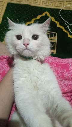 Persian cat hn hamari chori hoi hn