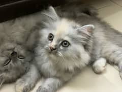 persian kittens with triple layers bread.