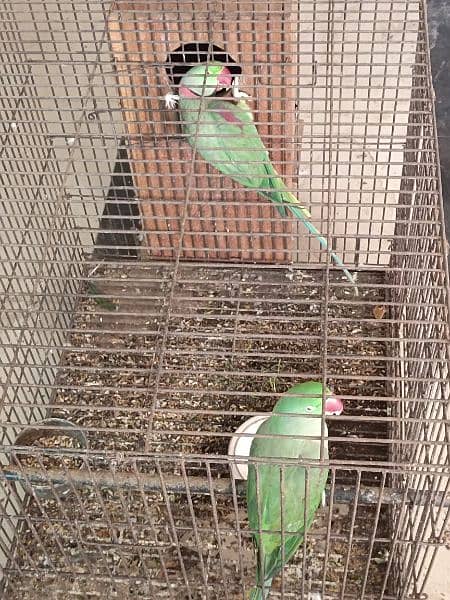 Kashmiri breeder pair available 2