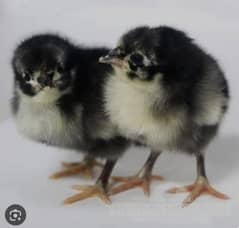 austerlop chicks