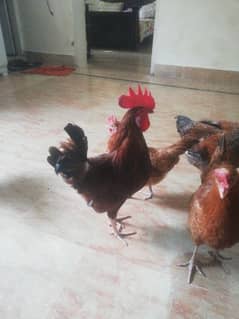 Desi Murga For Sale 2 Roosters