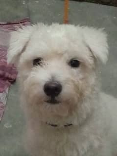 poodle dog white fluffy hair