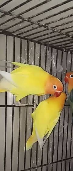 Love Birds