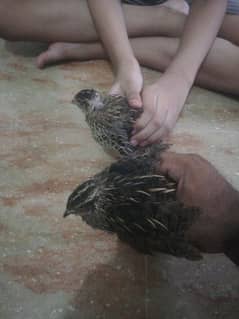 Quail ( batair) Pair