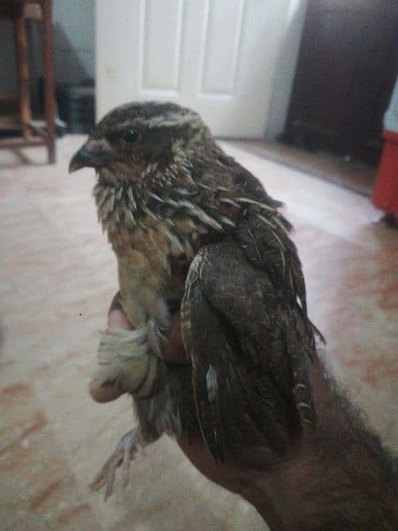 Quail ( batair) Pair 1