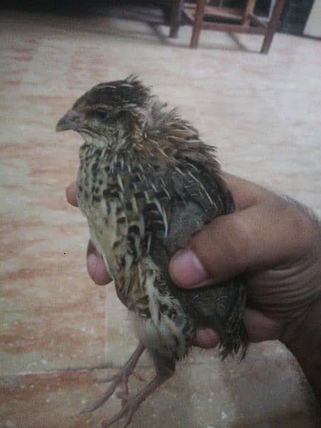 Quail ( batair) Pair 2