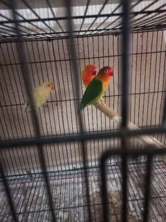 love birds for sale 03198528172