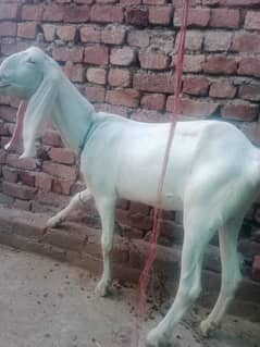 pure rajanpuri bakri