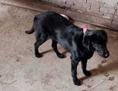 Labrador / Puppy / Dog / Lbra for sale