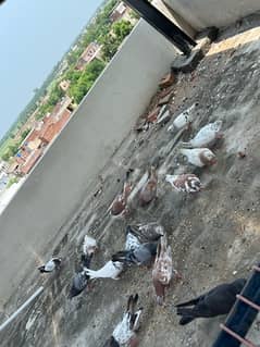 Tolli Kaboter pigeon for sale urgenr