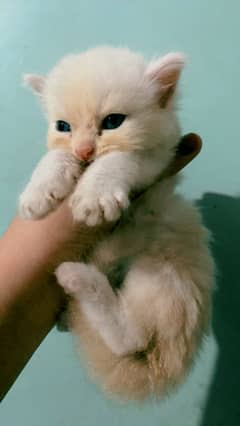 Persian kitten / triple coated