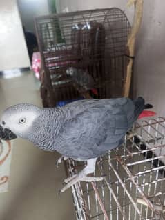 Congo African Grey Parrot