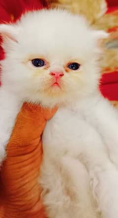 persian quality kittens