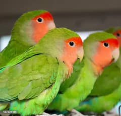 Breeding 4 Love Birds 2 Male 2 Female Whats App 03195424162