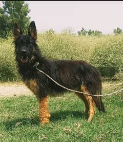 German Shepherd dog for sale