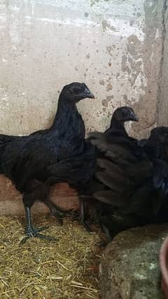 Ayam cemani gray tounge fancy hen chicks for sale