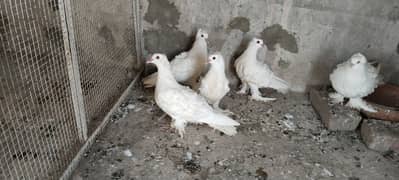 White Frill Pigeon for Sale