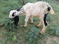 Betal / Goat / Bakri / Goat for sale