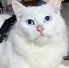 7 months old persian male cat ,blue eyes ,triple coated , heathy