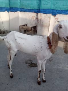 mokhi cheeni beetal goat for sale