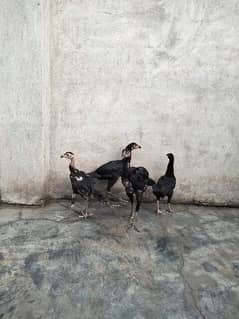 4 chicks black