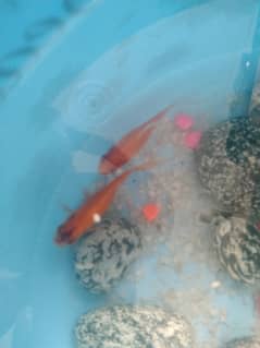 2gold fish . 5to 7cm without Fish bowl. selling