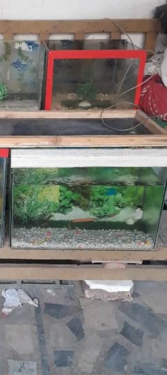 fish aquarium