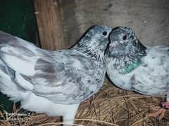 Aoa i sell my pigeon Chapra pair Breeder