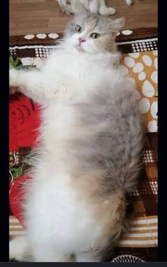 a beautiful persian pregnant cat for sale