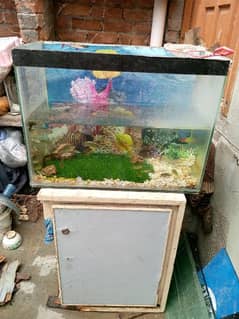 fish aquarium with decoration