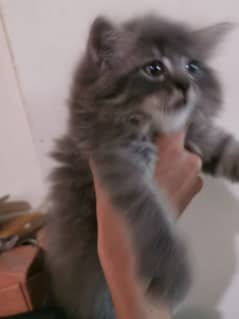 Persian grey kitten male 2 months