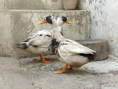 Duck pair for sale