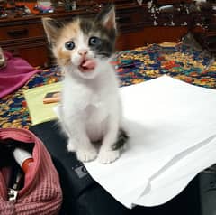 Calico Persian kitten