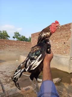 Mianwali aseel breeder available