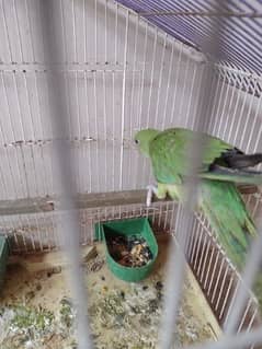 6 month baby parrot without cage