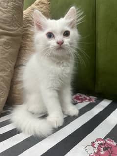 Odd eyes persian kitten