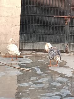 duck pair Long neck