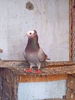 Breeder Grey mukhi pair