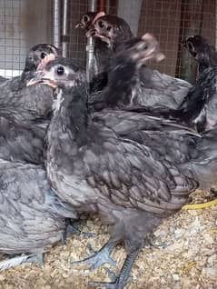 Pure Australorp Heritage chick's Blue colour