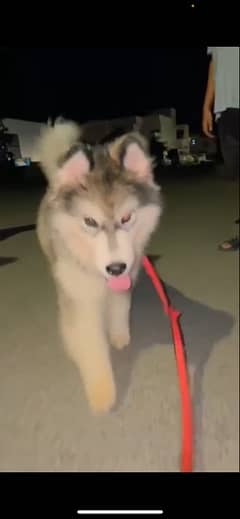 alaskan malamute