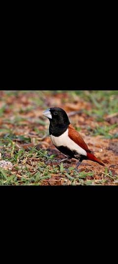 Tricolored Munia Black heah white chest and brown wings