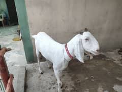 desi bakri fresh 8 dant