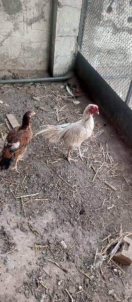 Jawa  murga and chicks for sale 3