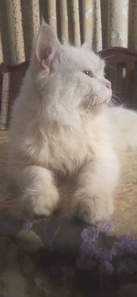 Persian cat 3