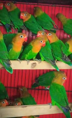 Love birds breader pair 1 pair 3200 ka