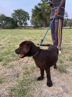 Chocolate brown labrador pup