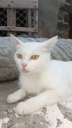 white adult cat