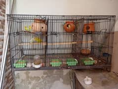 3 portion folding cage|budgies parrot| hogoromo male